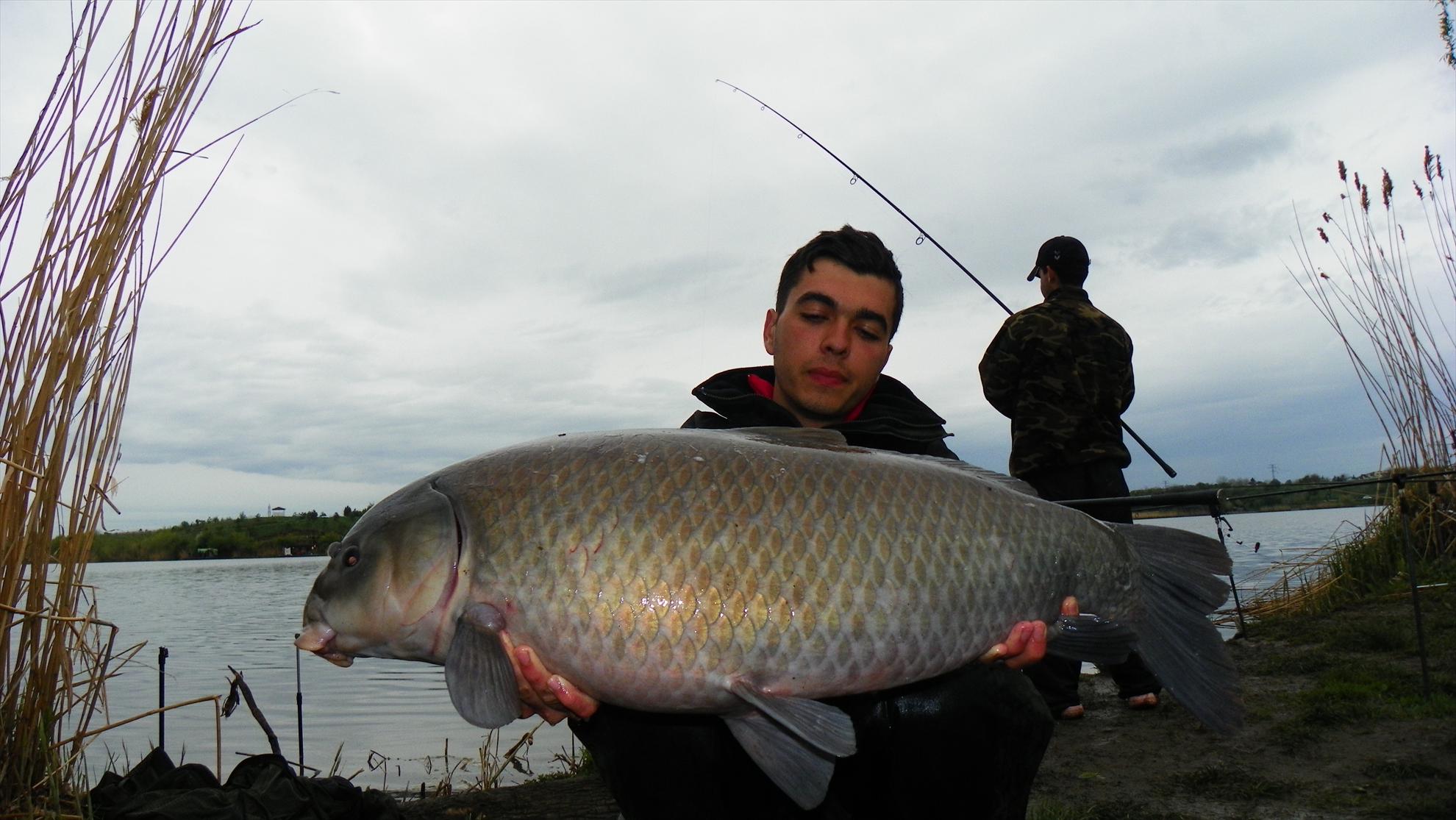 Buffalo Carp - Tancabesti - 1000959.JPG